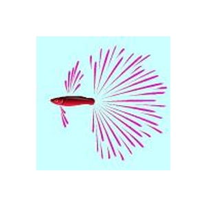 Pink Fireworktail